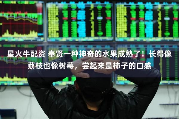 星火牛配资 奉贤一种神奇的水果成熟了！长得像荔枝也像树莓，尝起来是柿子的口感